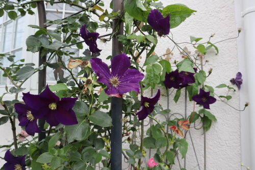 Alex S Garden Party ガーデニング Livedoor Blog ブログ