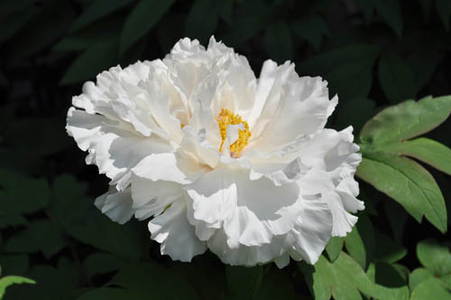 white427_ms