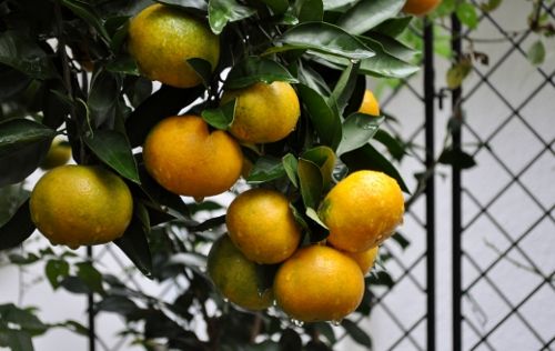 mikan1030 (500x316)