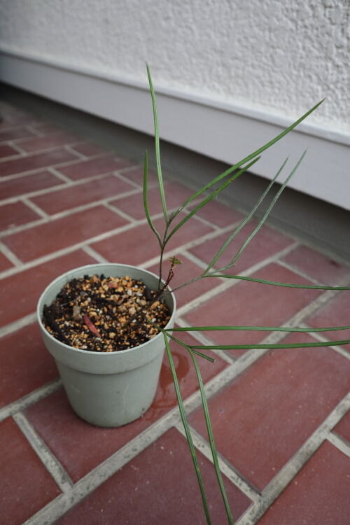 挿し木苗 タブノキ フクリン斑 3.5号ポット苗 挿し木 ハナヒロバリュー : 苗木部