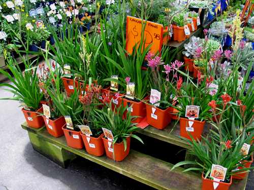 B283 オーストラリア産ブラックボーイプレイシー福岡植物販売