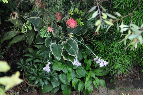 hosta621_ms