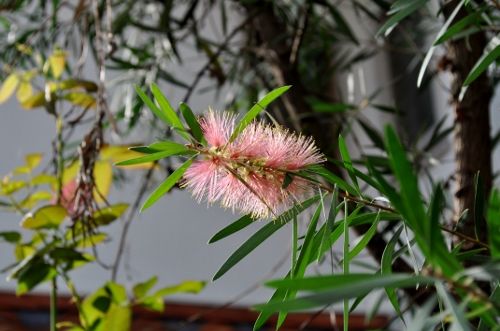 pinkbottle1014b (500x331)