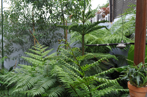 fern604_ms