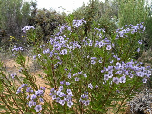 Cyanostegia angustifoliatinselms