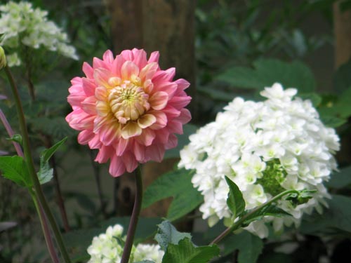 dahlia616c