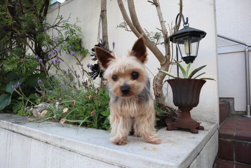 coco508ms