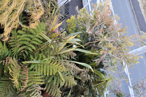 tropical303cms