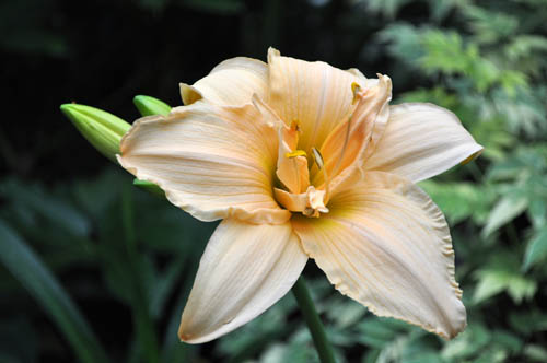 daylily704d_ms
