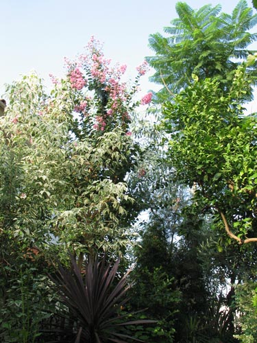 garden821a