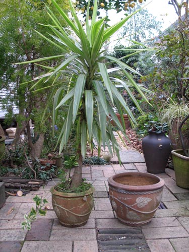 yucca325