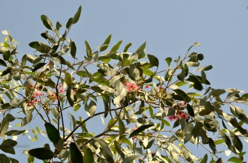 euca1015b (500x330)