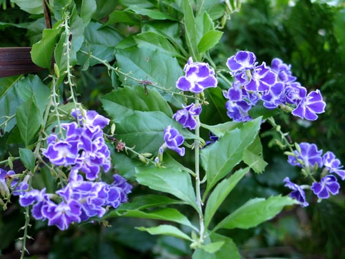 デュランタ 我が家の庭木 30 Alex S Garden Party デュランタ 我が家の庭木 30 Alex S Garden Party