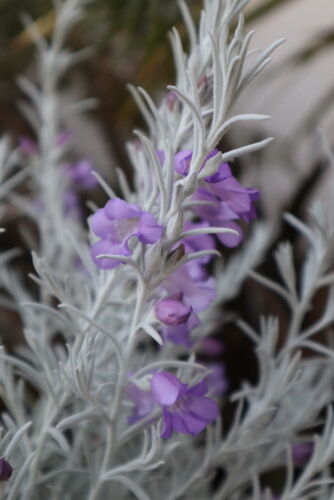 懐かしのエレェモフィラ ニベアに再挑戦 Alex S Garden Party 懐かしのエレェモフィラ ニベアに再挑戦 Alex S Garden Party