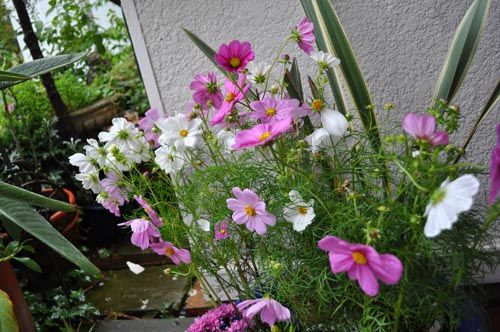 cosmos1010_ms