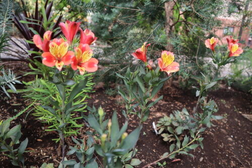 Alstroemeria 'Indian Summer'713cms