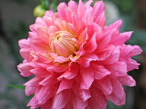 dahlia618a