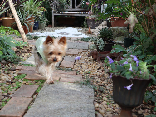 coco131ms