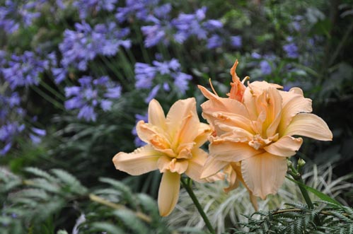 daylily716_ms