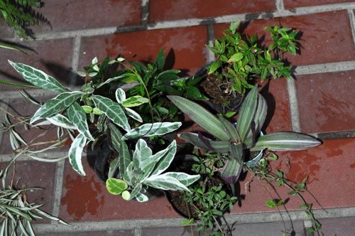 newplants1005_ms
