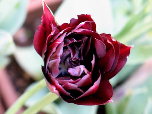 黒チュー 黒パン Alex S Garden Party