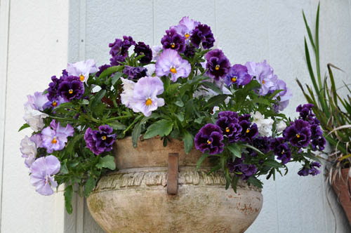 Alex's Garden Party♪:Alexの「お薦めの植物シリーズ今日は、B.春の草花：4）パンジー - livedoor Blog（ブログ）