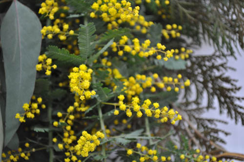 mimoza227_ms