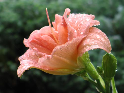 Hemerocallis611a