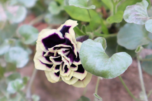 夏の花 3 ペチュニア黒真珠 Alex S Garden Party 夏の花 3 ペチュニア黒真珠 Alex S Garden Party
