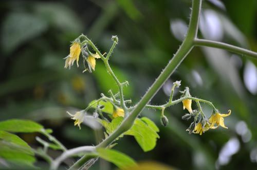 tomato1031_ms