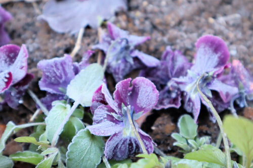pansy109bms