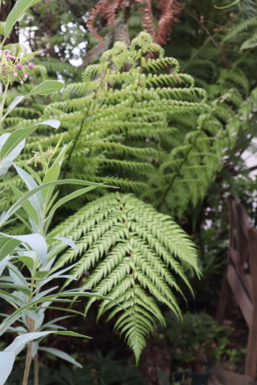 引き取り限定　ディクソニアに着生したアカシア　変わり株　オージープランツ 引き取り限定 ディクソニアに着生したアカシア 変わり株 オージー