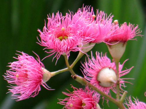 美しきユーカリの花・・Alex's garden Lesson 291 : Alex's 美しきユーカリの花・・Alex's garden Lesson 291 : Alex's