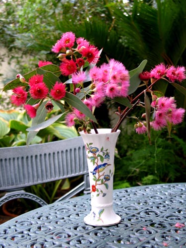 ２００７年総集編 オーストラリアの花 Alex S Garden Party