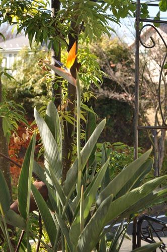 極楽気分の極楽鳥花 Alex S Garden Party