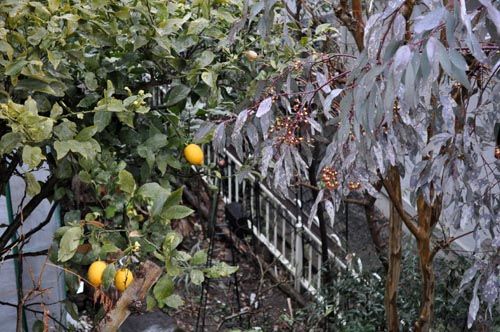lemon303_ms