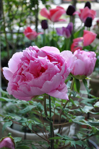 最も美しい花 ピオニー Alex S Garden Party