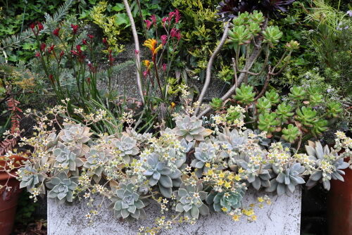 Alexの「お薦めの植物シリーズ」E、多肉 2、朧月 : Alex's