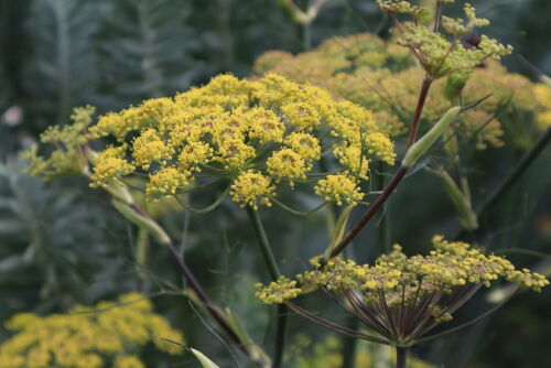 fennel714dms