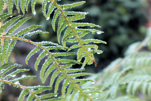 dicksonia1104ms