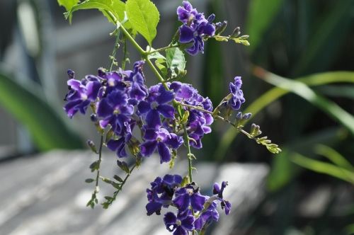 duranta902 (500x332) (2)