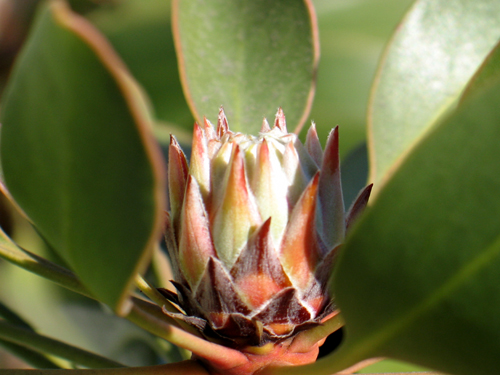 期待の キングプロテア Alex S Garden Party