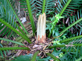sotetu806