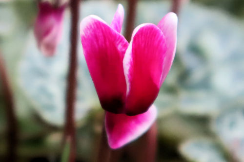 gardencyclamen1024e