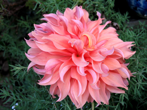 Alex S Garden Party 花木 Livedoor Blog ブログ