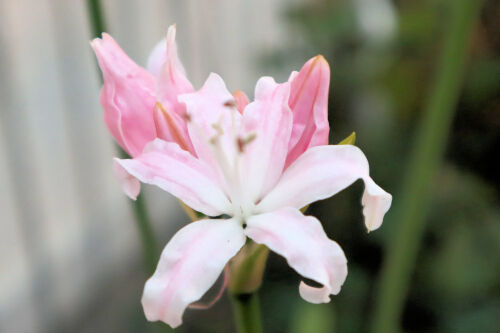 Alex S Garden Party 草花 Livedoor Blog ブログ Alex S Garden Party 草花 Livedoor Blog ブログ