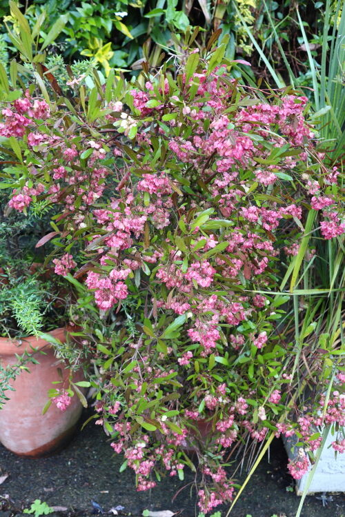 今が見頃のドドナエア Alex S Garden Party 今が見頃のドドナエア Alex S Garden Party