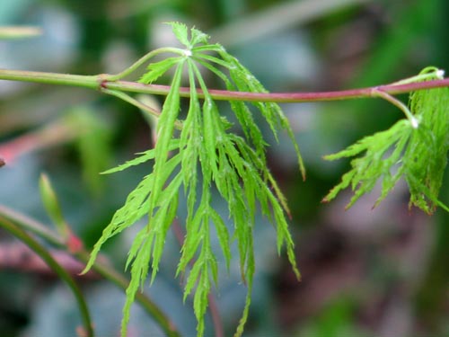 モミジ 我が家の庭木 ６１ Alex S Garden Party