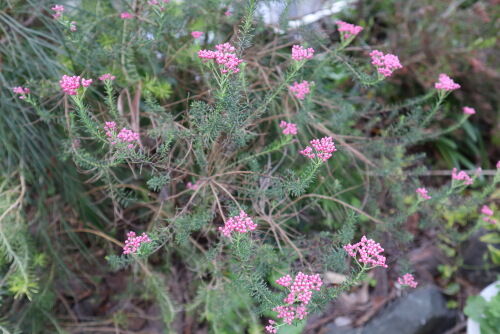 Rice Flower416ams
