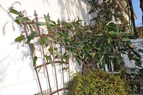 hardenbergia316b_ms